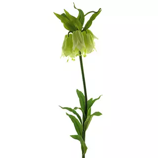 Fritillaria flower spray cream 119 cm