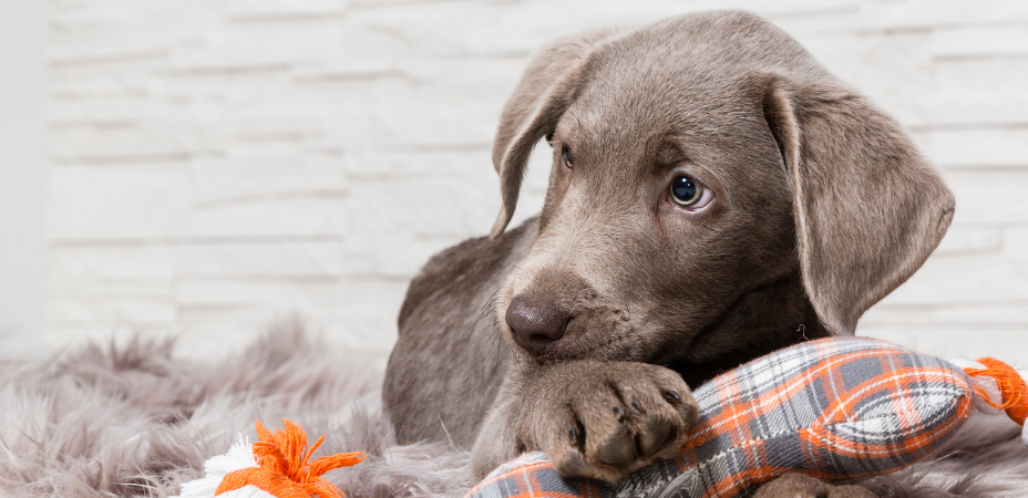 Alles voor je hond vind je bij Tuincentrum de Boet | DeBoet.nl