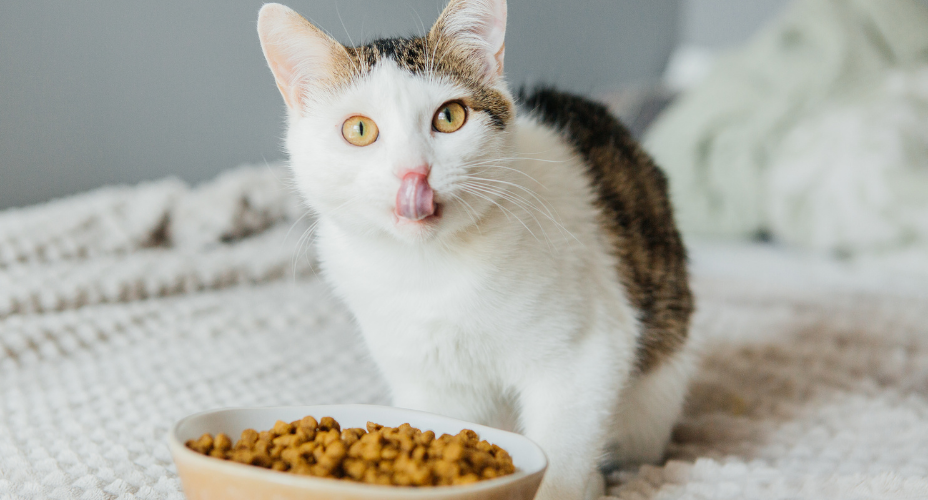 Alles voor je kat vind je bij Tuincentrum De Boet | DeBoet.nl