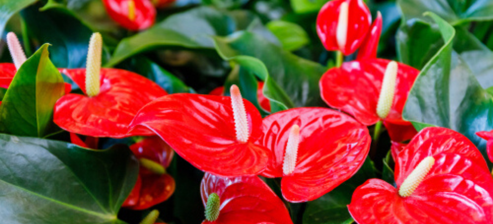 Bloeiende kamerplant kopen? | Tuincentrum De Boet | DeBoet.nl