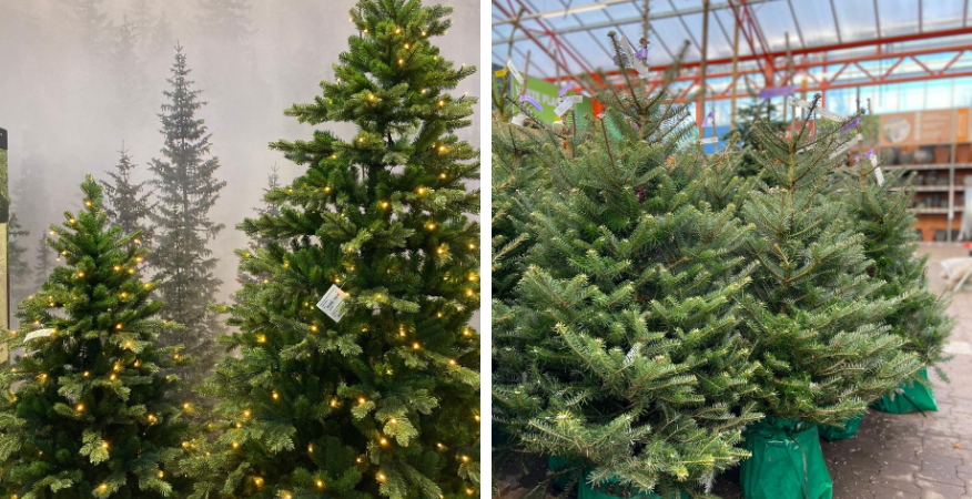 Echte kerstboom kopen? Tuincentrum Boet