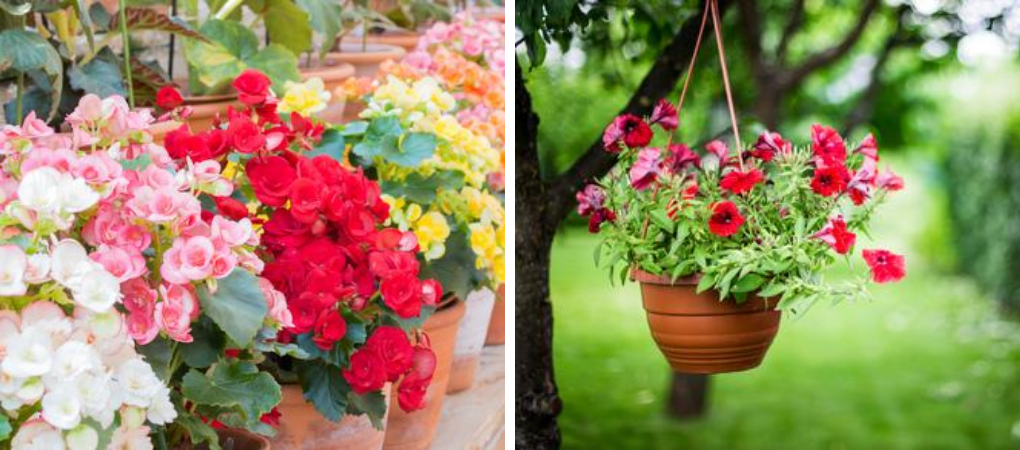 Eenjarige planten kopen? | Kom naar Tuincentrum De Boet | DeBoet.nl