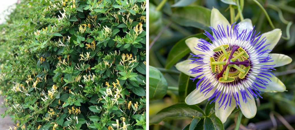 Prachtige klimplanten kopen? | Tuincentrum De Boet | DeBoet.nl