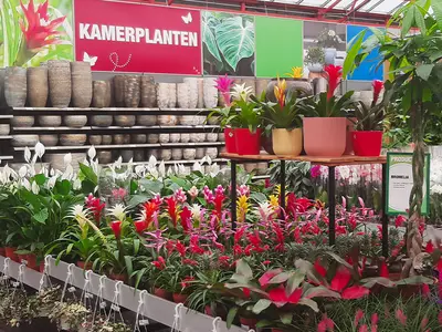 2e kamerplant halve prijs