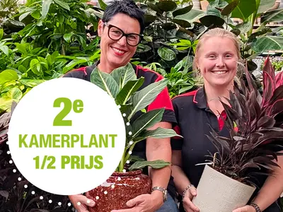 2e kamerplant halve prijs