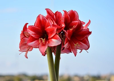 Amaryllis: kamerplant, bloembol én snijbloem van dit moment
