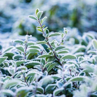Bescherm je planten tegen vorst en help ze de winter door