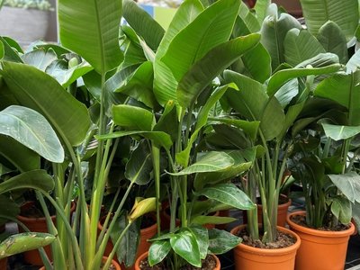 Blad strelitzia: Woonplant van de maand oktober 2021