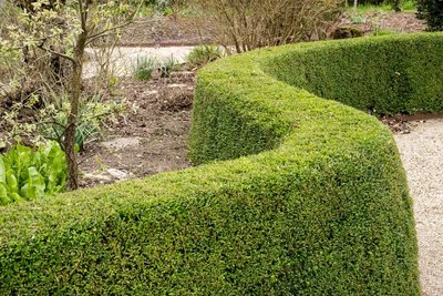 Buxus vervangers