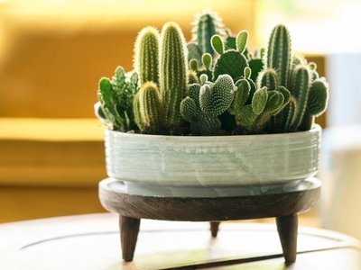 Cactus: Kamerplant van de Maand augustus 2020