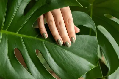 De beste tips voor een stralende Monstera