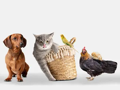 Dierendag acties 2025