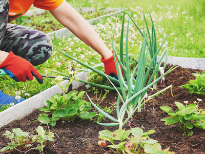 Het moestuinseizoen gaat weer van start