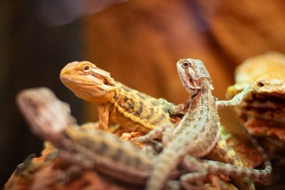 Terrariums bij De Boet