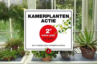 Kamerplanten actie: 2e halve prijs