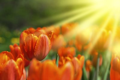 Koningsdag - Oranje boven!