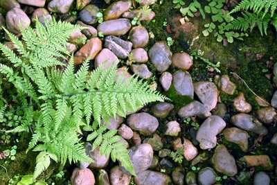 Planten voor natte plekken in de tuin