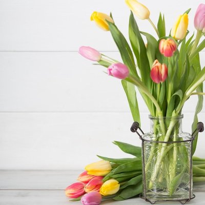 Tulpen: toppers tegen de winterdip