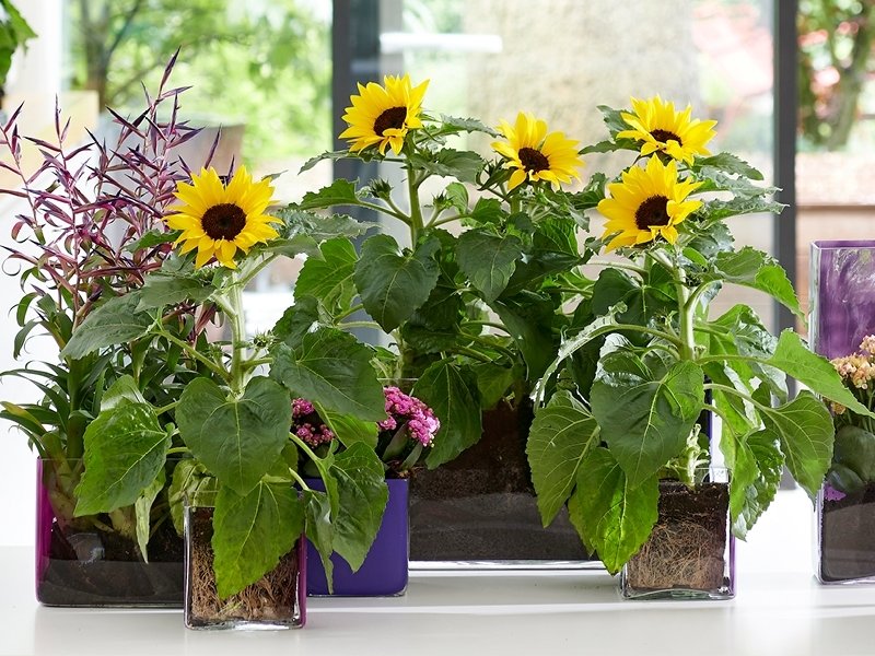 verlangen Heup paniek Woonplant Juni: Het verhaal van Zonnebloem - Tuincentrum De Boet