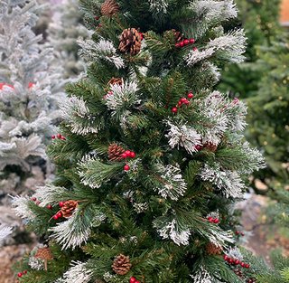 Kerstbomen