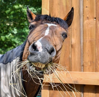 Paarden