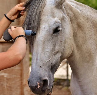 Paarden