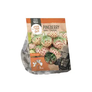 Baltus Aardbei Pineberry - 3 st.