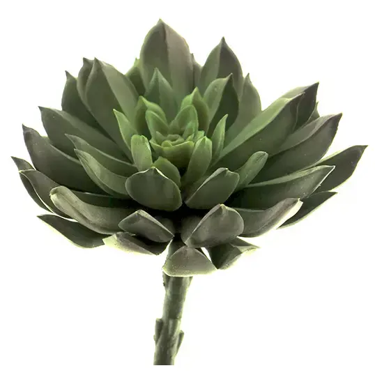 Aeonium pick lt green 13 cm