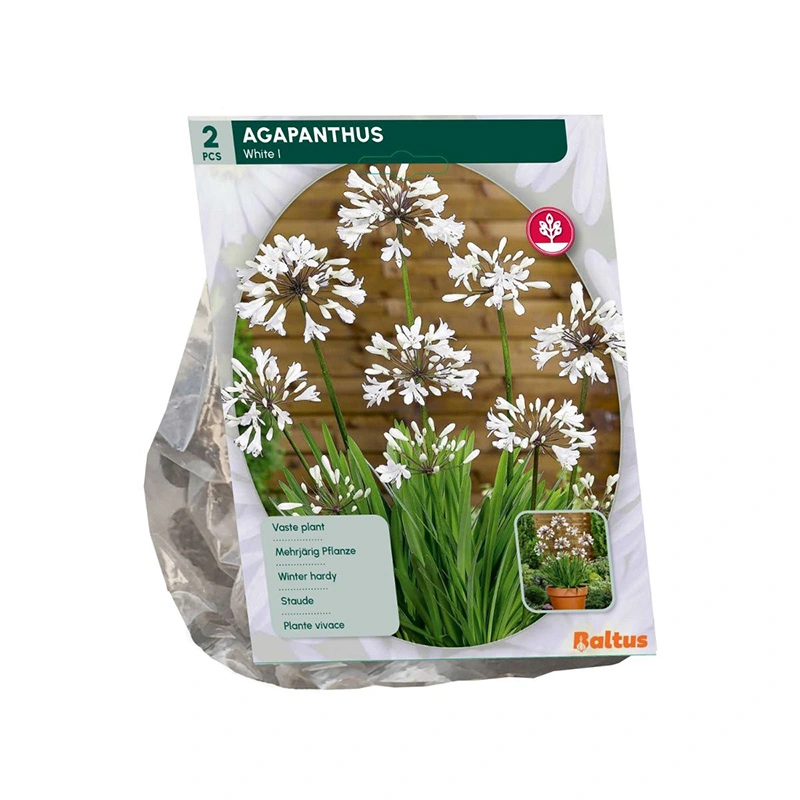 Baltus Agapanthus Wit - 2 st.