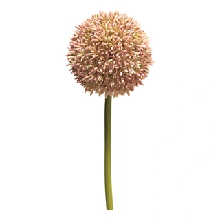 Kunstbloem Allium globemaster pink large 68cm