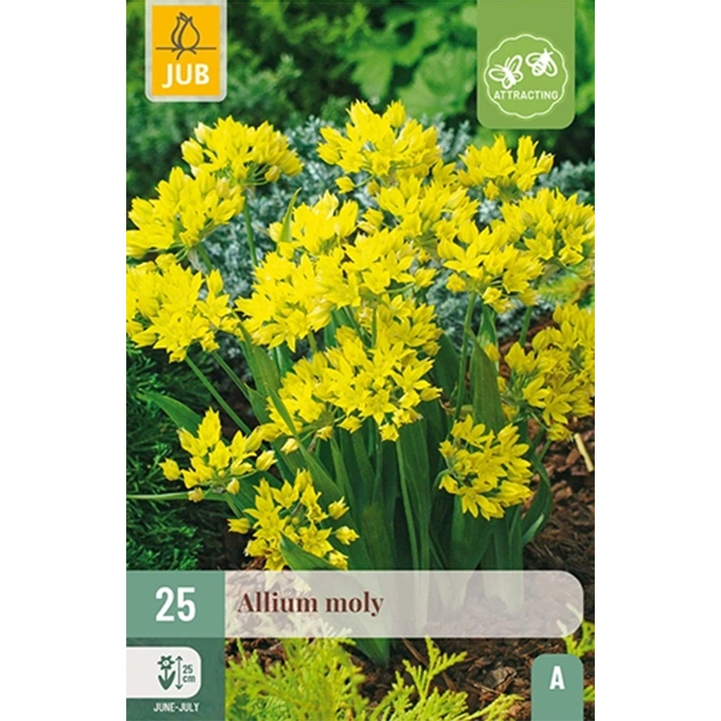 JUB Holland Allium Moly - 25 st.