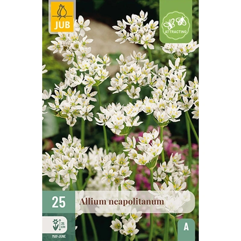 JUB Holland Allium Neapolitanum - 25 st.