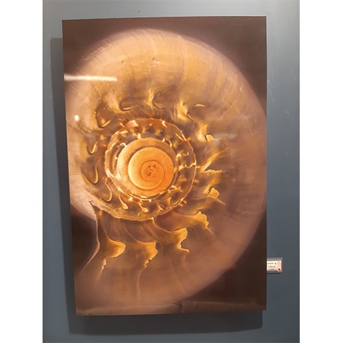 Aluart Macro Detail of a Sea Shell - afbeelding 1