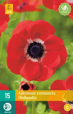 JUB Holland Anemone cor. Hollandia - 15 st.