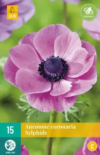 JUB Holland Anemone cor. Sylphide - 15 st.