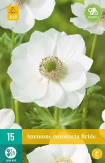 JUB Holland Anemone cor. Bride - 15 st.