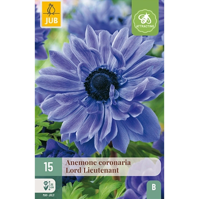 JUB Holland Anemone Coronaria Lord Lieutenant VJ - 15 st.