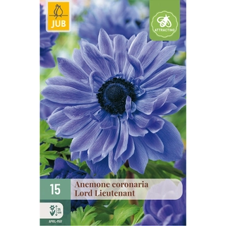 Anemone Coronaria Lord Lieutenant 15 st.