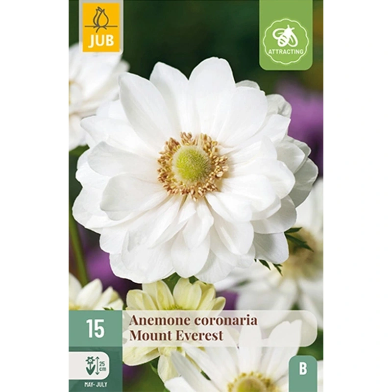 JUB Holland Anemone Coronaria Mount Everest VJ - 15 st.