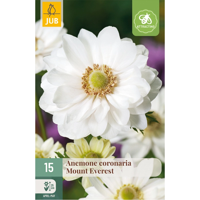 Anemone Coronaria Mount Everest 15 st.