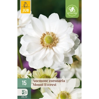 Anemone Coronaria Mount Everest 15 st.