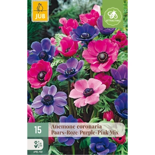Anemone Coronaria Paars-Roze Mix 15 st.