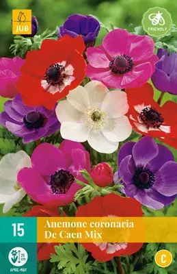 JUB Holland Anemone cor. De Caen Mix - 15 st.