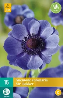 JUB Holland Anemone cor. Mr. Fokker - 15 st.