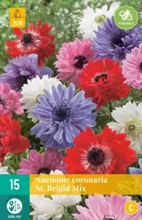 JUB Holland Anemone cor. St. Brigid Mix - 15 st.
