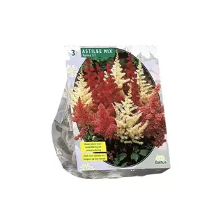 Baltus Astilbe Mix - 3 st.