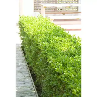 Atrovirens ligusterhaag 80 cm - afbeelding 2