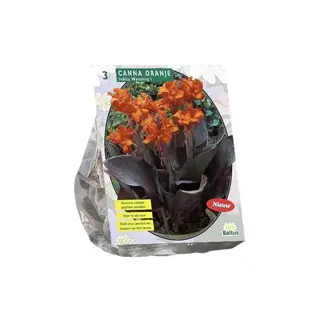 Baltus Canna Bruinbladig Oranje - 3 st.