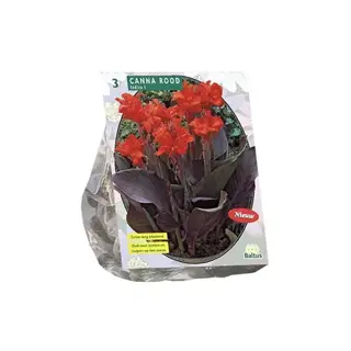 Baltus Canna Donkerroodbladig Rood - 3 st.