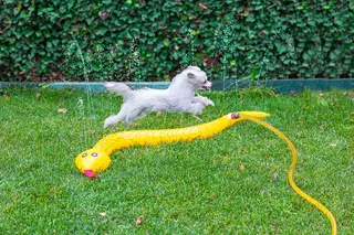 Beeztees Splashy Snake